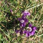 Gentianella germanica Flower