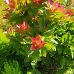 Vaccinium cylindraceum Hoja