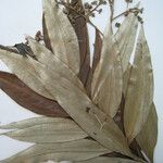 Ocotea guianensis Autre