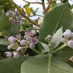 Calotropis procera പുഷ്പം