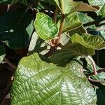 Actinidia chinensis Leaf