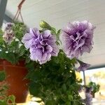 Petunia hybrida Blomma