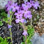Erinus alpinus Çiçek