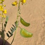 Senna alexandrina Fruit