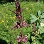 Stachys alpina Flower