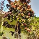 Clerodendrum quadriloculare Fulla