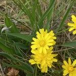 Scorzonera austriaca Flor