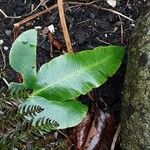 Dryopteris sieboldii Leaf