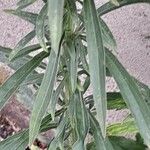 Erigeron sumatrensis Leaf