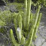 Euphorbia canariensis Ŝelo
