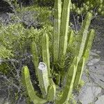 Euphorbia canariensis Écorce