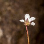 Arenaria balearica Corteza