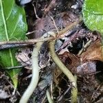 Centella asiatica बार्क (छाल)