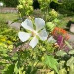 Kitaibelia vitifolia Flor