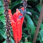 Scutellaria costaricana Kukka
