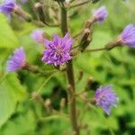 Lactuca alpina फूल