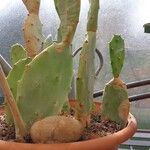 Opuntia stricta Blad