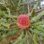 Banksia menziesii Blüte