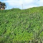 Tropaeolum majus Inny