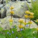 Gentiana punctata Blomst