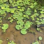 Nymphoides indica Habit