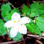 Coptis trifolia Flor