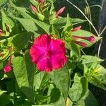 Mirabilis jalapa Flors