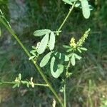 Trigonella officinalis 葉