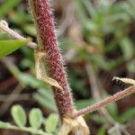 Astragalus penduliflorus പുറംതൊലി