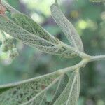Mimosa albida List