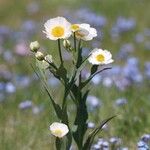 Ranunculus amplexicaulis Kvet