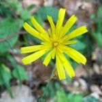 Hieracium glaucinum Flower