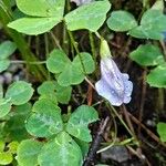 Parochetus communis Hábito