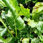 Beta vulgaris عادت داشتن