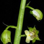 Eulophia pulchra Blüte