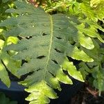 Blechnum brasiliense Fuelha