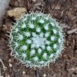 Mammillaria winterae Leaf