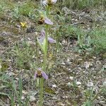 Ophrys apifera موطن