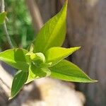 Lonicera maackii Feuille
