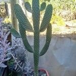 Consolea rubescens Hoja