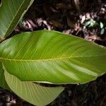 Castilla tunu Leaf