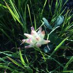 Trifolium fucatum Natur