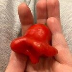 Capsicum baccatum Плід