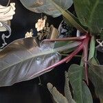 Philodendron erubescens Blatt