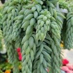 Sedum morganianum पत्ता