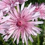 Crepis rubra Fleur