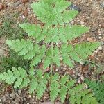 Botrychium virginianum Leaf