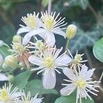 Clematis vitalbaÇiçek