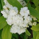 Spiraea cantoniensis Цвят