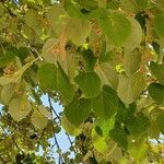 Tilia tomentosa Leaf